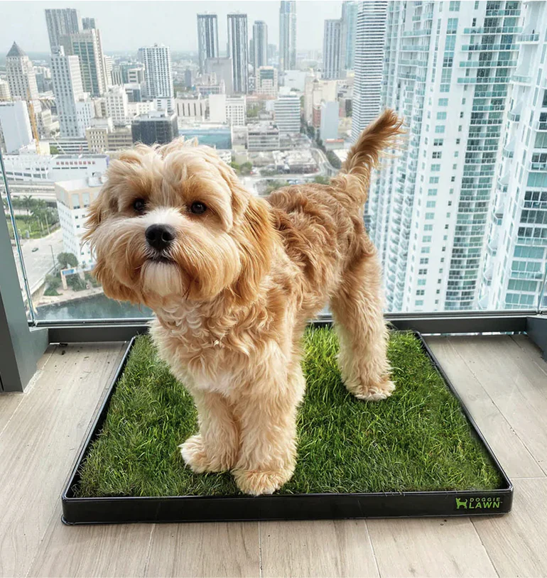 Real Grass, Happy Paws