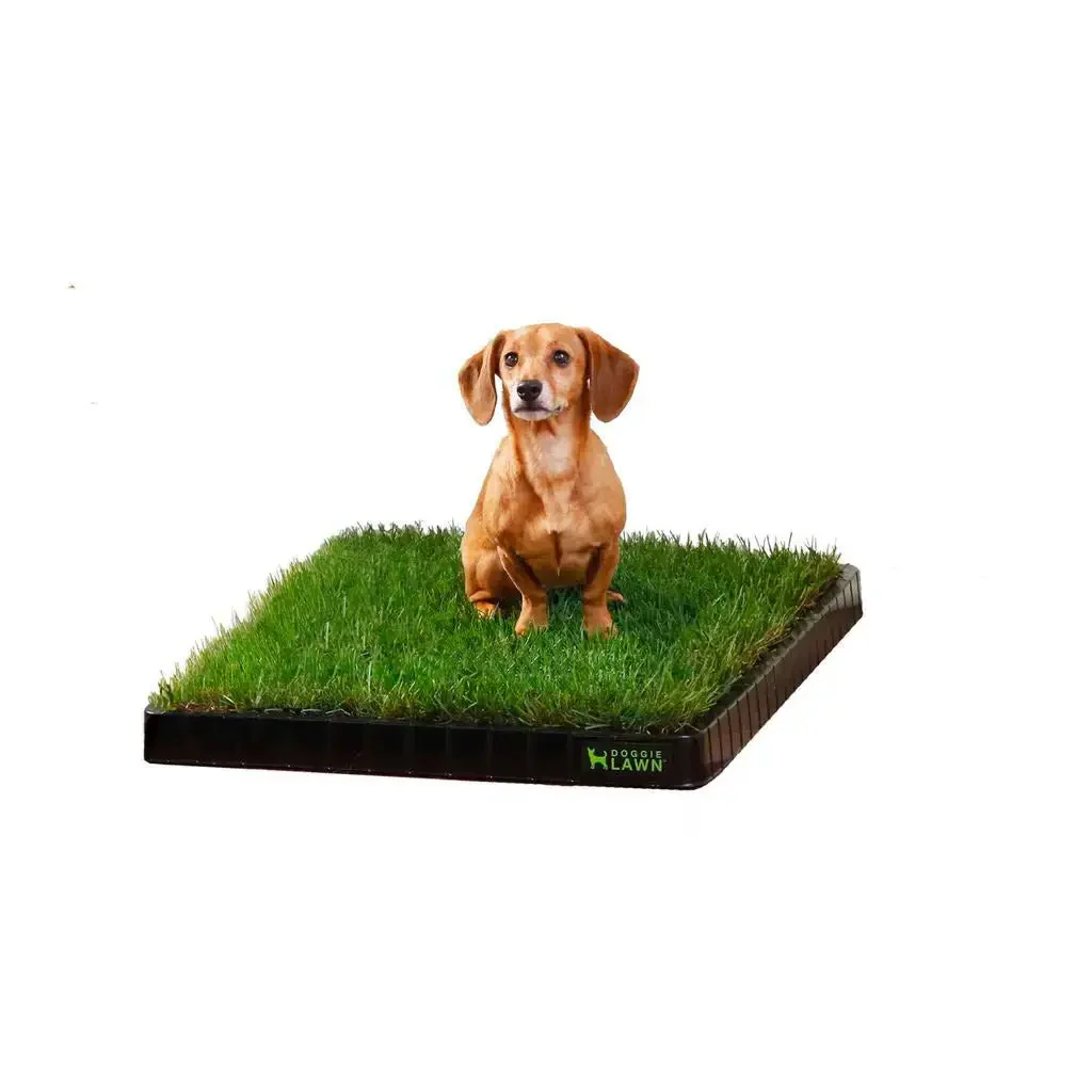 DOGGIELAWN SUBSCRIPTIONS 2024